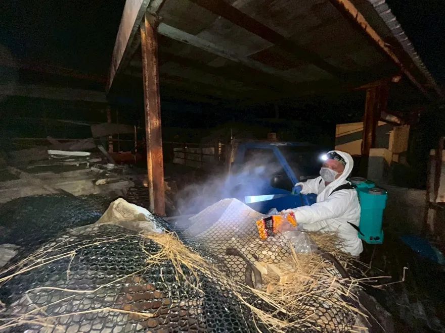 台中非洲豬瘟案場髒亂超乎預期　十軍團110官兵連夜清理