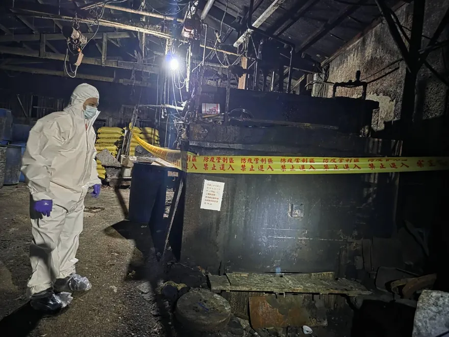 新北泰山養豬場被抓包「用廚餘餵豬」　最高開罰400萬