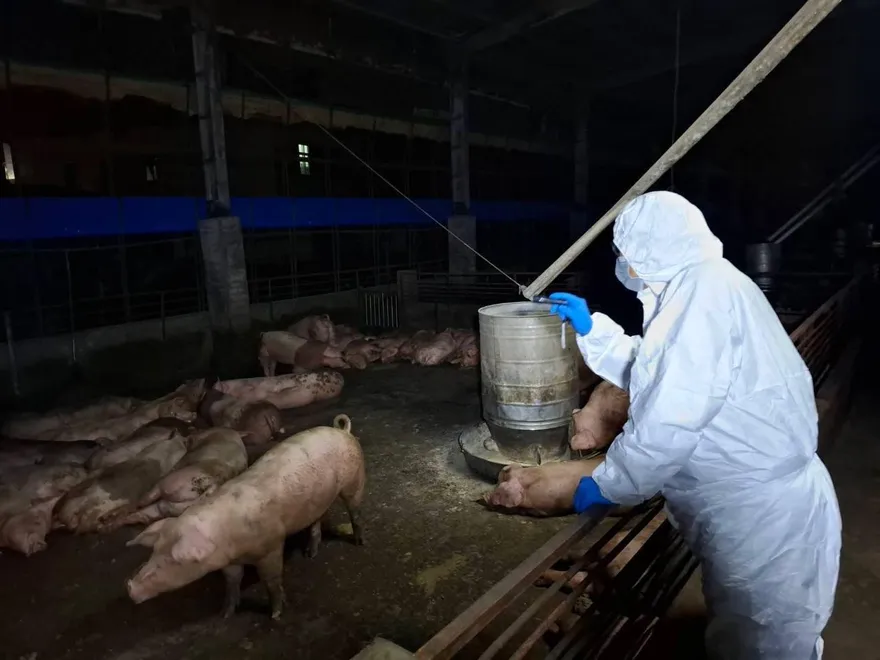 非洲豬瘟基因定序　與大陸、越南相似逾99%難確認來源