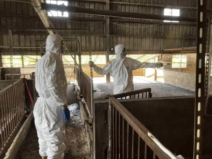 動保處人員「誤解指令」赴豬瘟案例場清消挨批　台中市府將嚴處