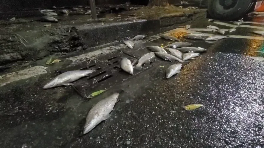 影/「眼前突然一片黑」高雄貨車自撞　20萬鱸魚噴飛散一地