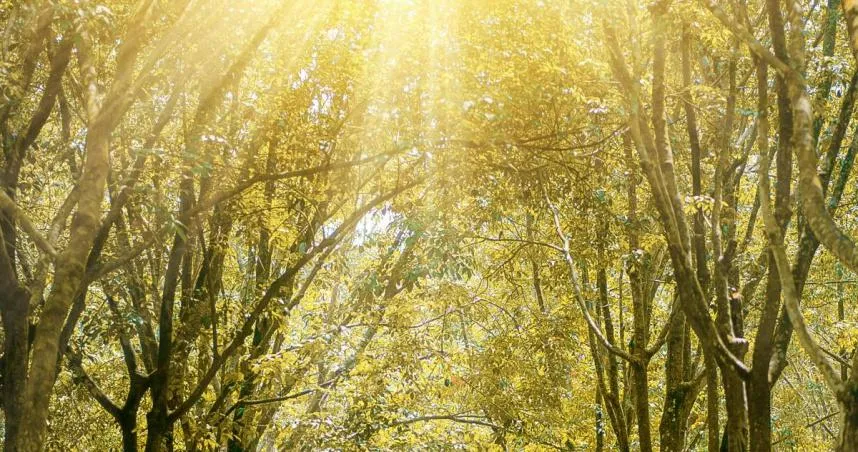 12月財運最旺4生肖出爐！意外收入、抽獎中獎樣樣來