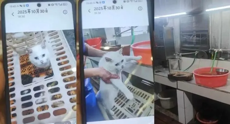 驚悚！廣東黑心餐廳疑似宰活貓入菜引撻伐　當局急查勒令停業