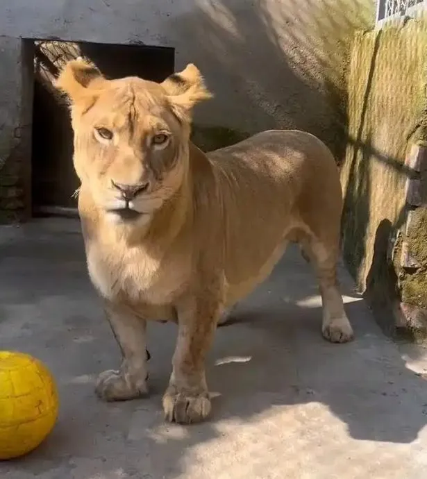 陸非洲獅悲慘境遇！天生腿短遭獅群排擠　酷似「柯基」卻意外暴紅