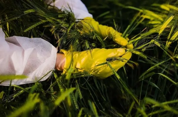 糧食遭間諜盯上！陸媒曝「親本種子」遭竊　駐陸外交官下鄉情蒐