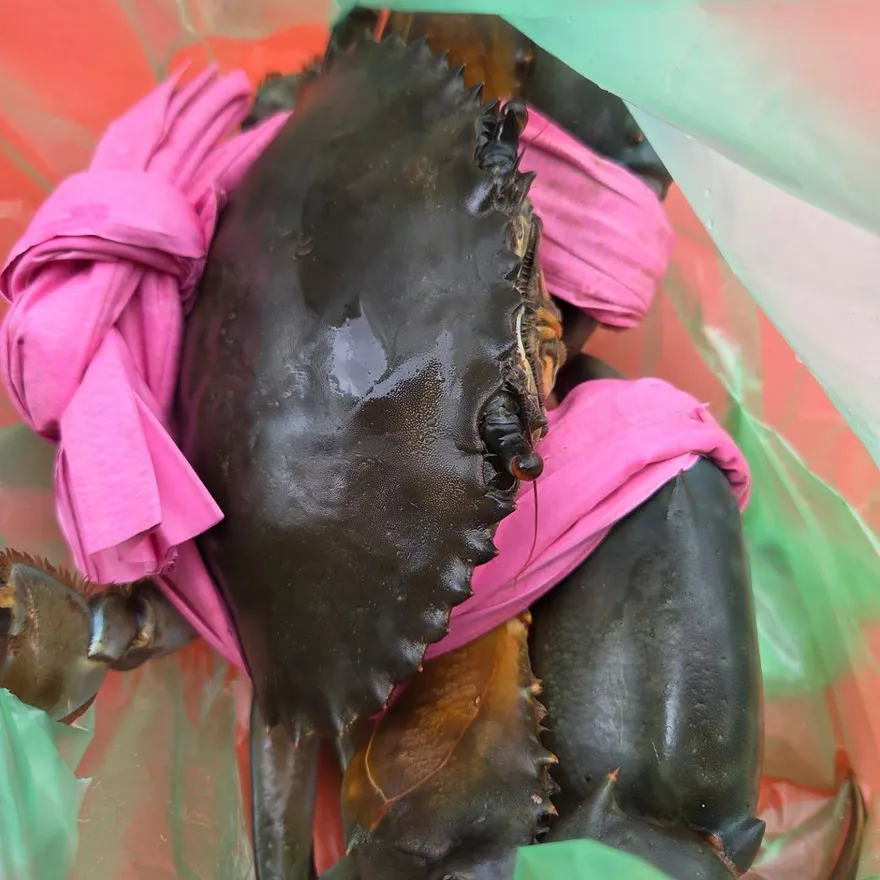 影/宜蘭大溪漁港「布繩綁蟹」遭疑灌水　民眾：花錢買海水