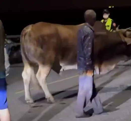 影/殘忍！南投75歲翁貨車強拖黃牛「滿地血」　最高罰7.5萬