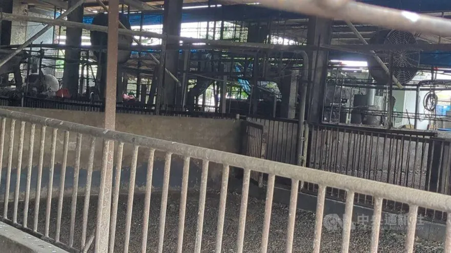 非洲豬瘟危機案情重大進展！養豬場父子「遭羈押禁見」