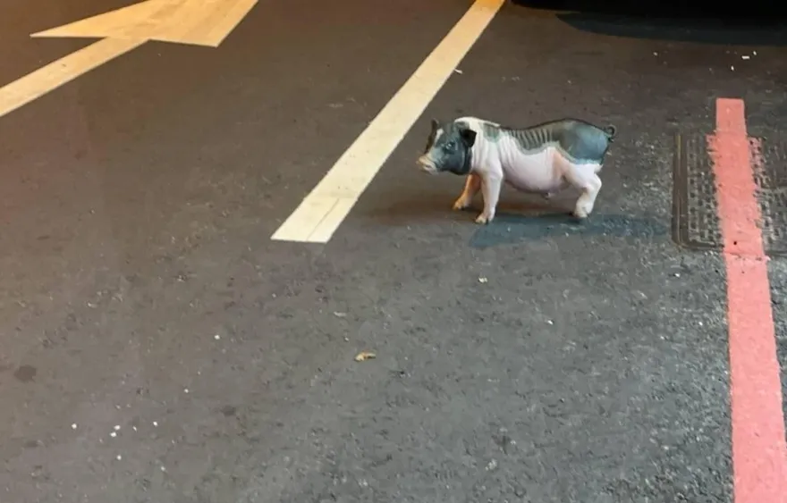 影/台中寵物豬半夜逃家　女飼主找回慌喊：怕變烤小豬