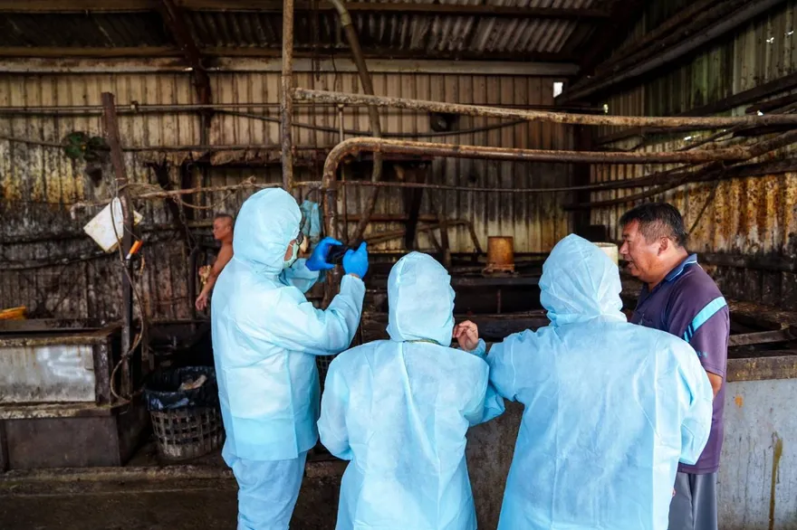 養豬場廚餘稽查僅7%？屏東縣府駁斥：羅智強潑髒水