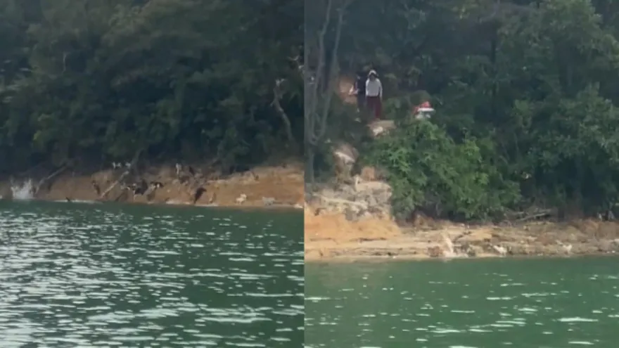 影/偽善？陸「好心人」水庫放生近千隻貓咪　竟邊播放大悲咒