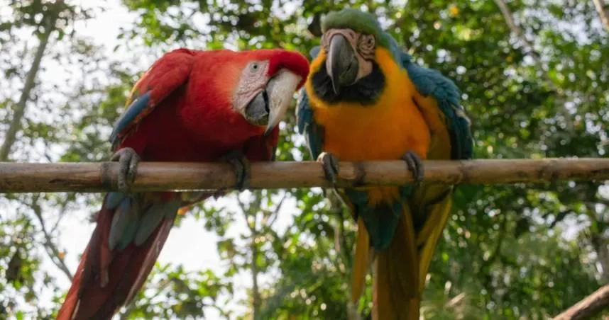 運將突發高燒不退　就醫「肝功能受損」竟是養鸚鵡惹禍