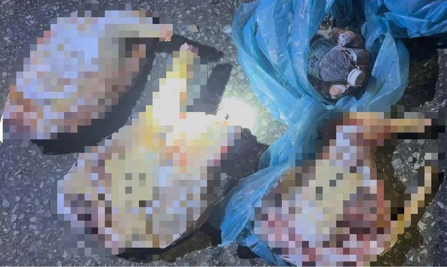 苗栗移工化身「宰犬狠毒屠夫」！屍塊內晶片掃出身分飼主淚崩