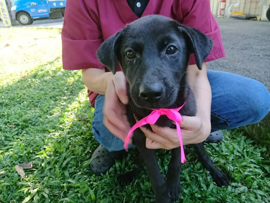 飼主注意！新北「犬貓絕育補助」延長受理至11/28