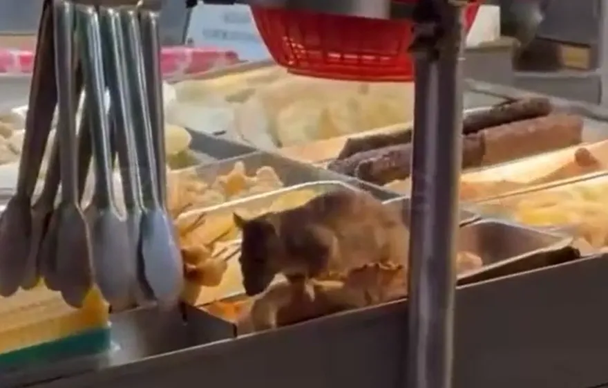 嘉義鹽酥雞攤驚見「料理鼠王」！業者道歉：將改善食品衛生