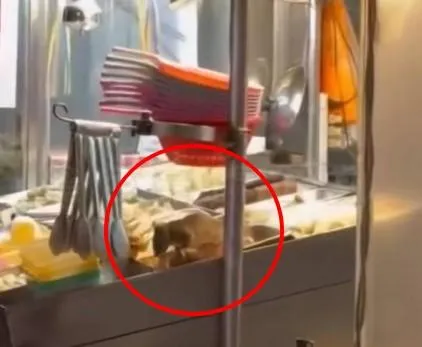 「料理鼠王」在鹹酥雞攤大吃！　業者：已閉店環境清消