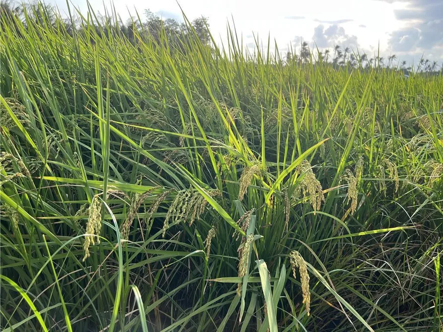 百姓苦！中颱鳳凰進逼台東農人搶收作物　稻穗未熟全割光