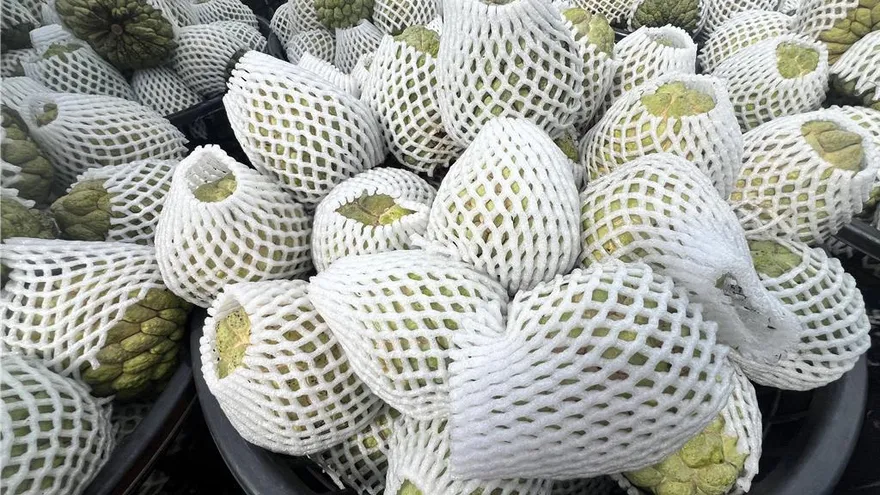 台東掀5公尺巨浪！釋迦農急搶收　憂整年心血恐泡湯