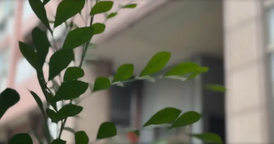 影/單身顧病母！彰化46歲孝女弑親後墜亡　親友嘆：她很孝順