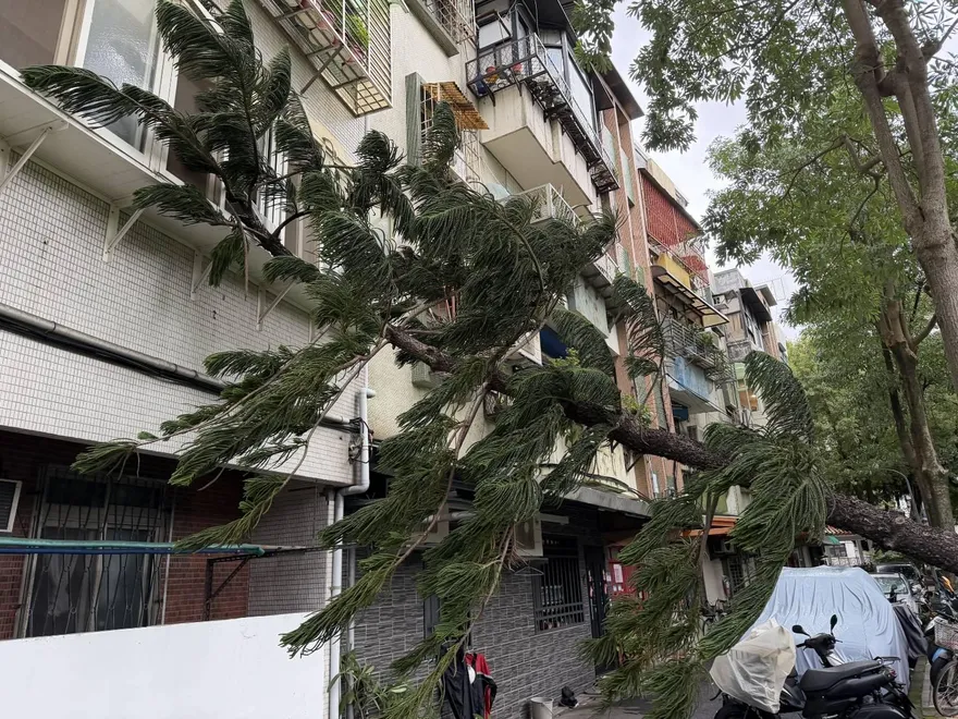 鳳凰陸警發布！北市也有災情了「大樹砸房」