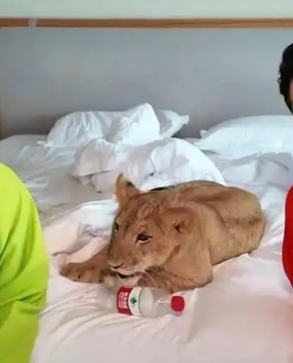 江蘇度假區推「獅子進房叫醒」服務！每晚2700預約爆滿