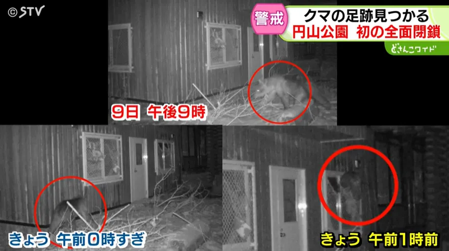 棕熊連日闖北海道知名動物園　專家警告熊已將人視為「獵物」