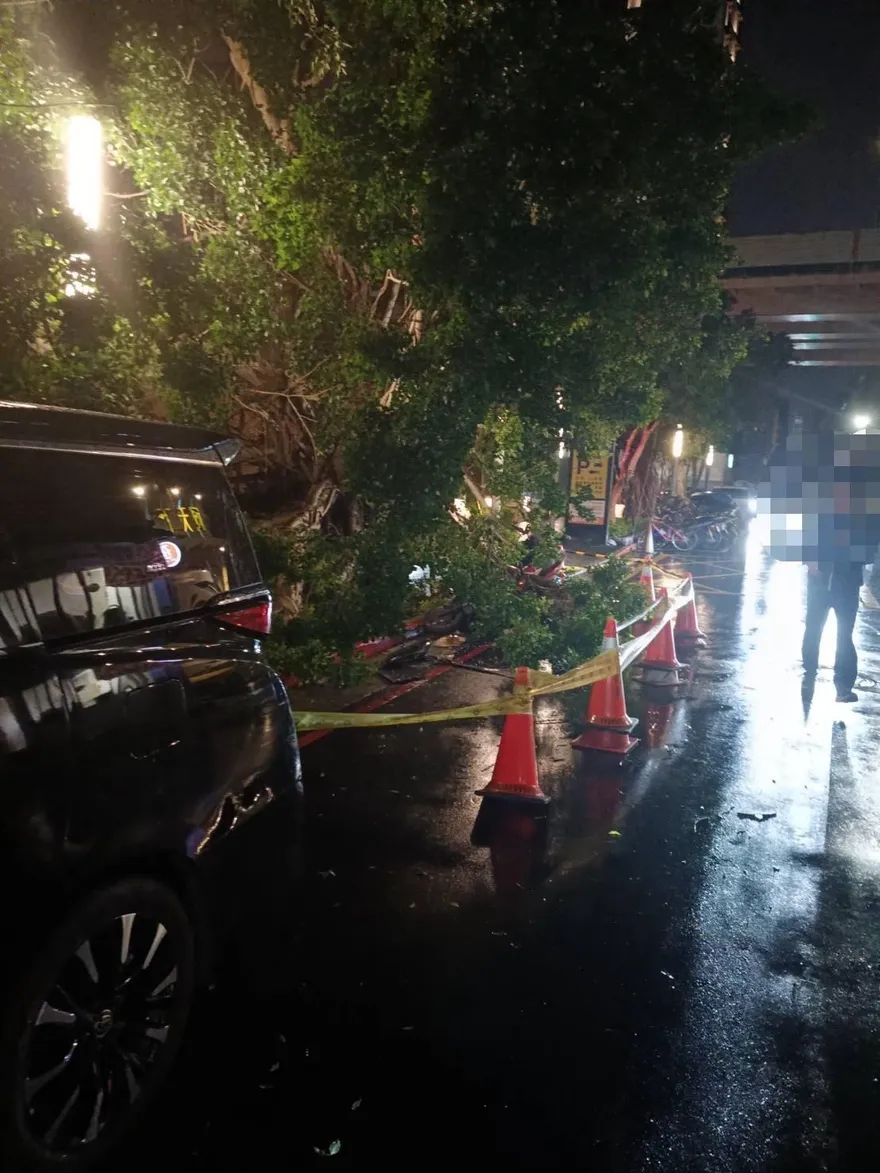 影/鳳凰颱風釀災！北市路樹連倒2棵　壓毀轎車畫面曝