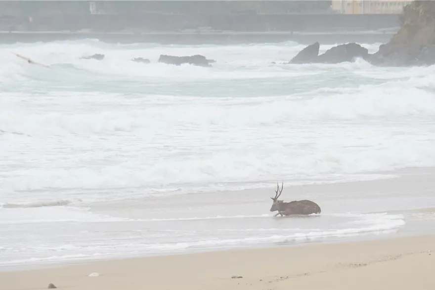 鳳凰將登陸！墾丁驚傳「受災首例」　梅花鹿遭狗咬急跳海