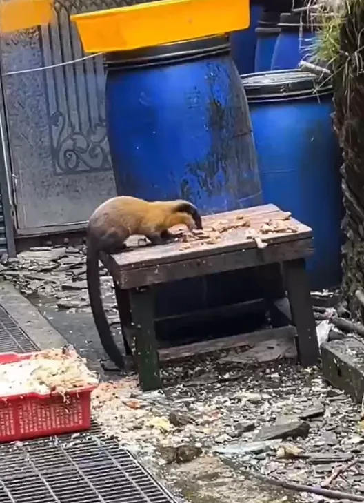 影/黃喉貂現蹤排雲山莊　狂嗑廚餘嚇登山客