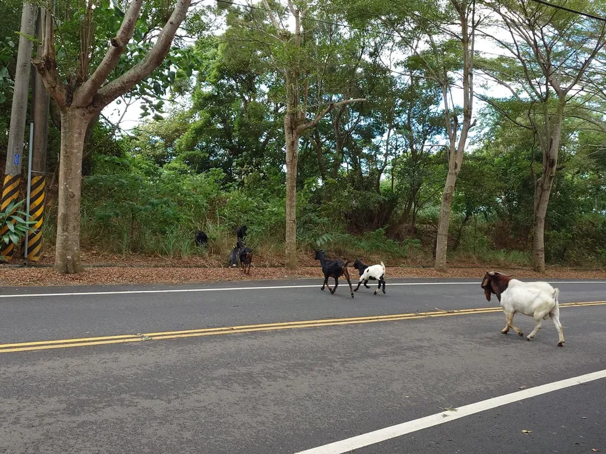 影/彰化139線驚現「20隻羊咩咩亂竄」！　駕駛急煞險撞