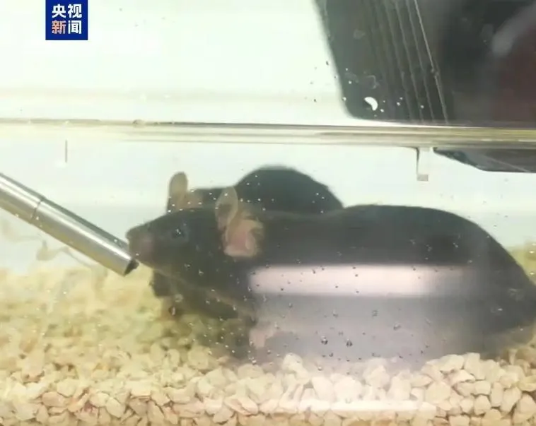 影/太空奇遇！陸4隻「太空鼠」結束宇宙超長加班順利返回地球