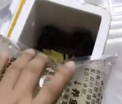 網購50條觀賞魚卻只收到水　賣家放加熱包反變「魚湯」