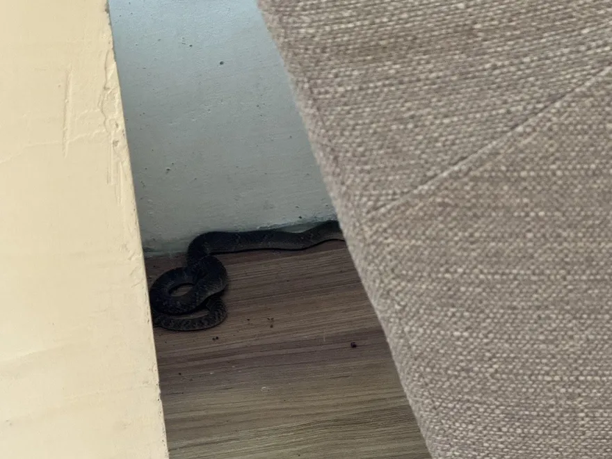 台中龍井圖書館驚見「30cm眼鏡蛇」　女看書遭咬傷腳