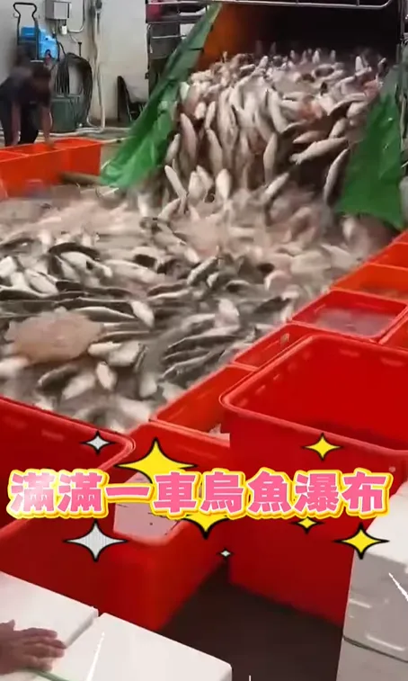 影/產季來了！整車「烏魚瀑布」狂瀉畫面超壯觀