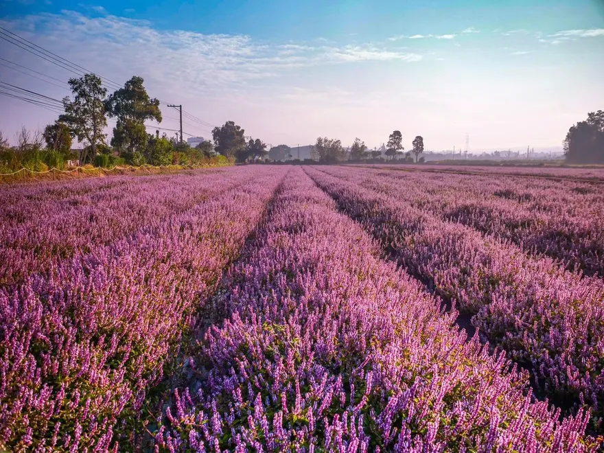 酷洛米降臨桃園！　仙草嘉年華11/22「紫色花海」夢幻登場