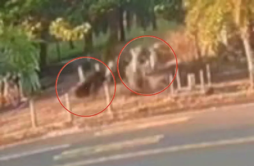 影/完全沒煞！墾丁20歲男「噴飛人行道」搶救3天不治