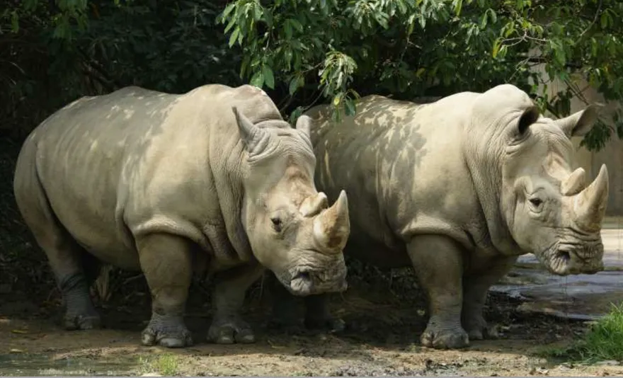 新加坡攔截價值2706萬走私犀牛角　重達35.7公斤破記錄