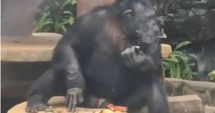 動物園大猩猩當眾「吞雲吐霧」　園方：年幼時飼主教的