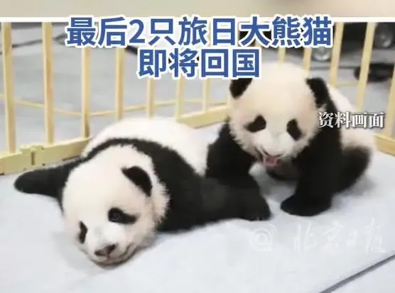 中日緊張波及熊貓！曉曉、蕾蕾將返陸　日恐陷「無貓熊」窘境