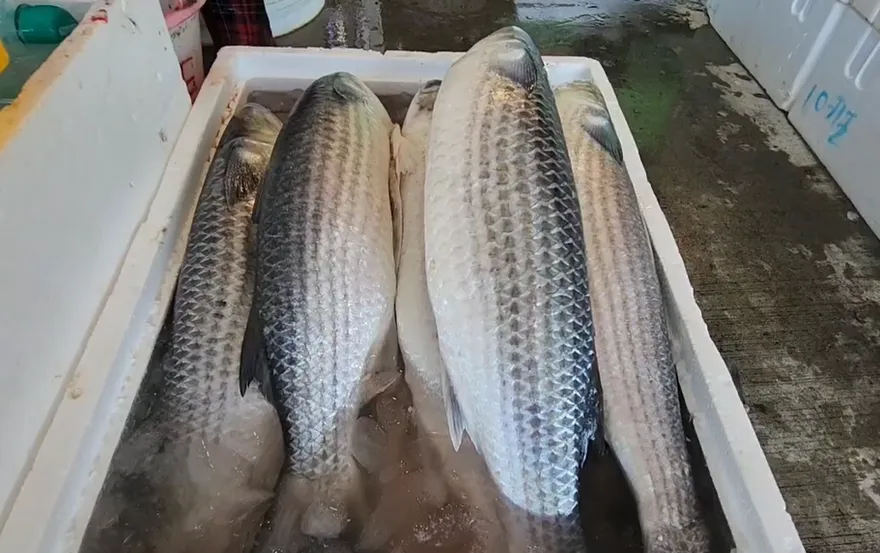 影/大豐收！彰化7千尾「烏金」報到　漁民喜賺200萬年終