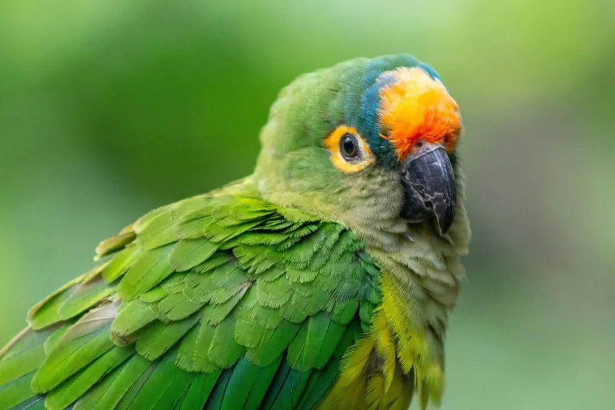 美男過海關「鼠蹊部腫起」辯稱是GG　檢查竟藏2隻瀕危鸚鵡