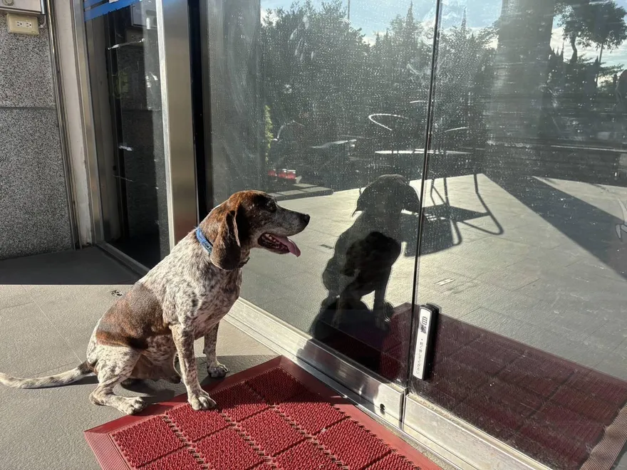 影/汪星人也愛用！烏日警所裝設「腳踢感應器」解放雙手