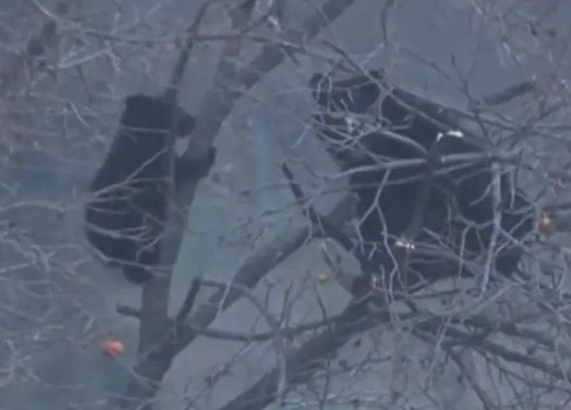 日本北海道56起「熊撞車」紀錄破新高　鐵道員工備噴霧自保