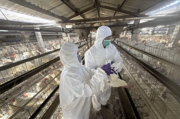 毒雞蛋擴大抽驗！彰化15處高風險蛋場「全部未檢出」