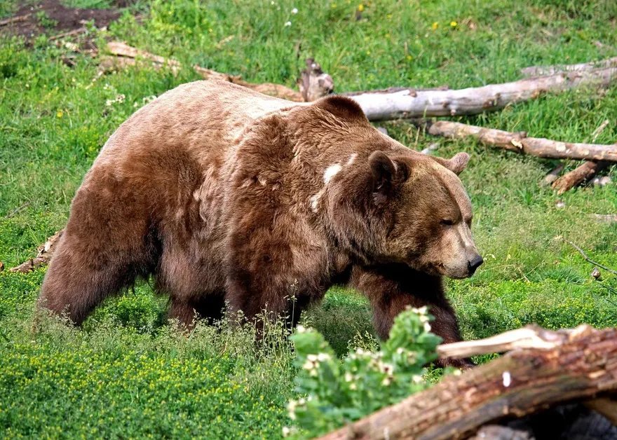 加拿大灰熊襲擊釀11傷　老師無畏兇獸挺身護學生獲讚英勇