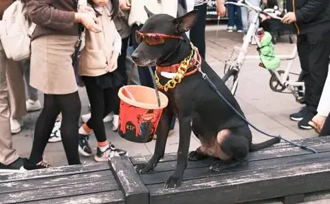 黑狗戴墨鏡、咬水桶網憂「被當斂財工具」　動保處：已告誡飼主
