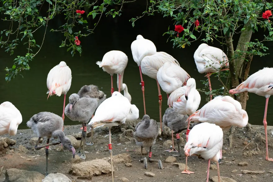 影/北市動物園「添丁」喜訊！　6隻可愛大紅鶴寶寶誕生