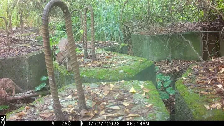 影/暌違20年珍貴紀錄！石虎重現沙鹿鹿寮南溪　生態復育成功