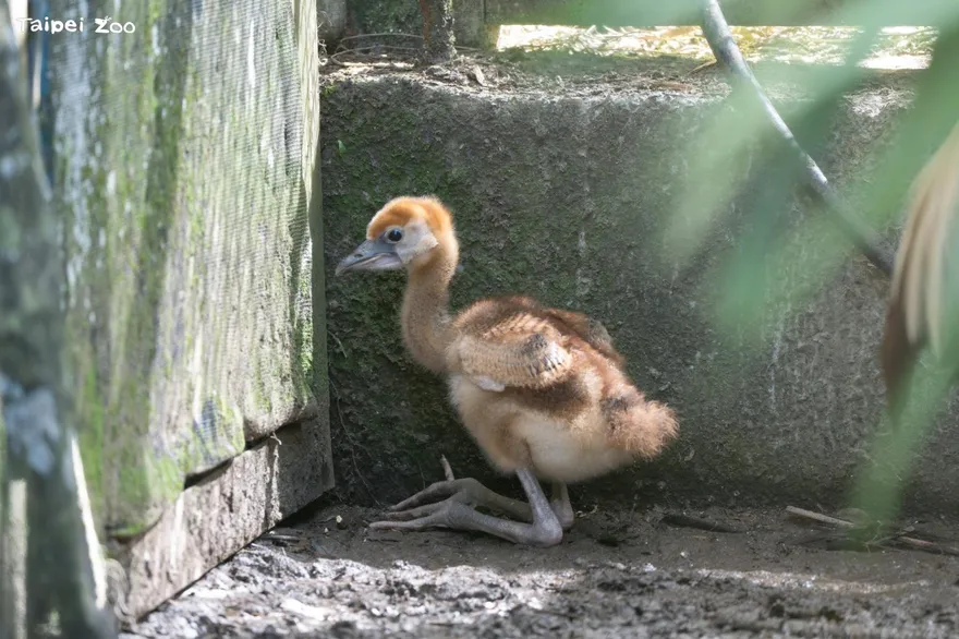 太暖心！台北動物園灰頸冠鶴寶寶竟由黑頸冠鶴撫養長大