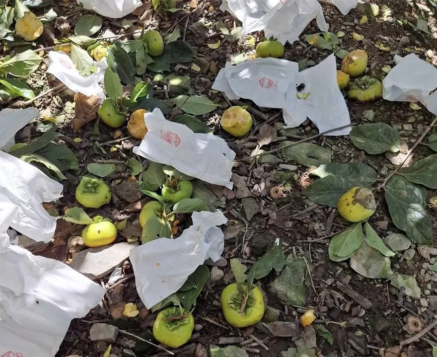 影/果農心痛！南投甜柿園變buffet　獼猴攻陷「剩2成可收」